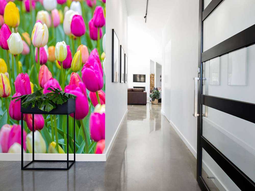 Tulipes multicolores dans un champ