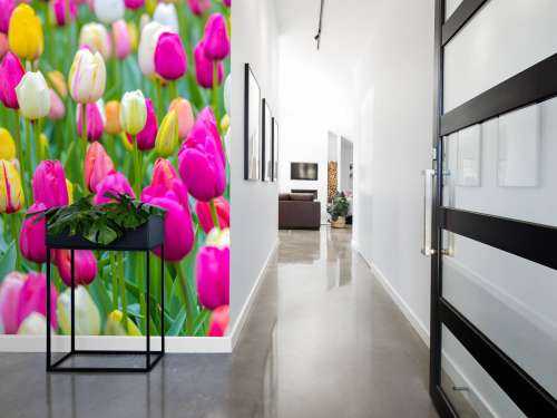 Tulipes multicolores dans un champ
