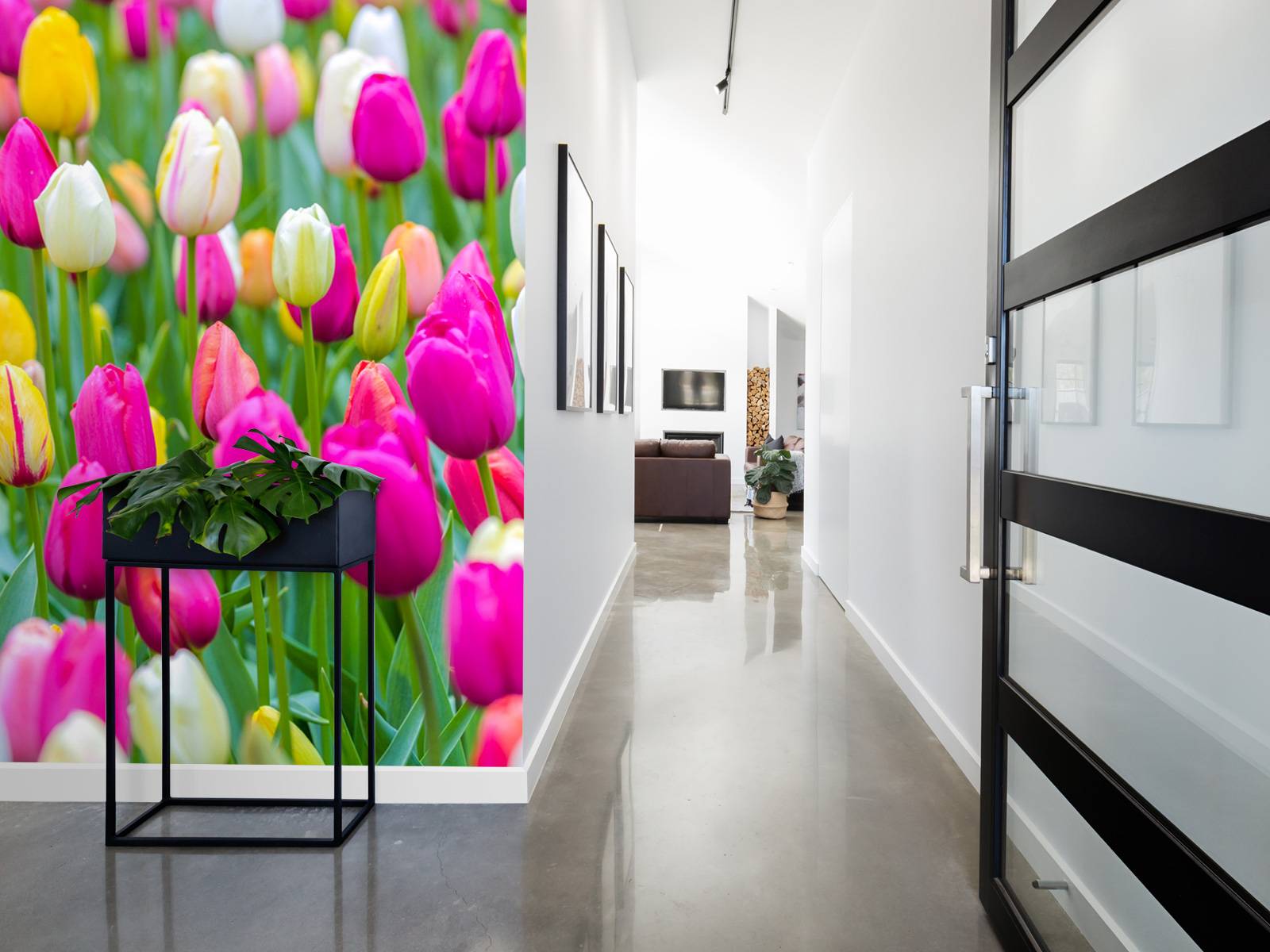 Tulipes multicolores dans un champ