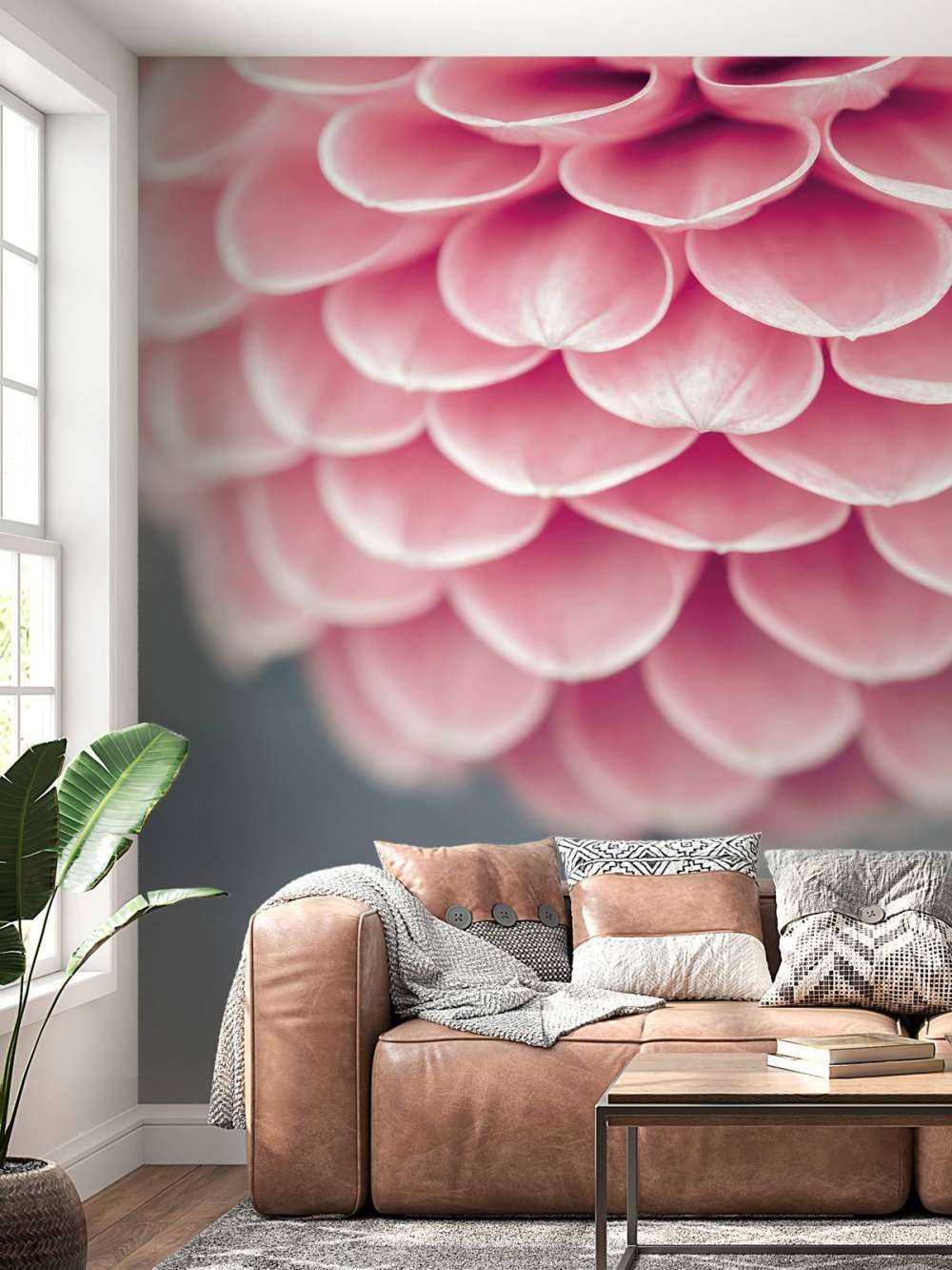Dahlia en gros plan