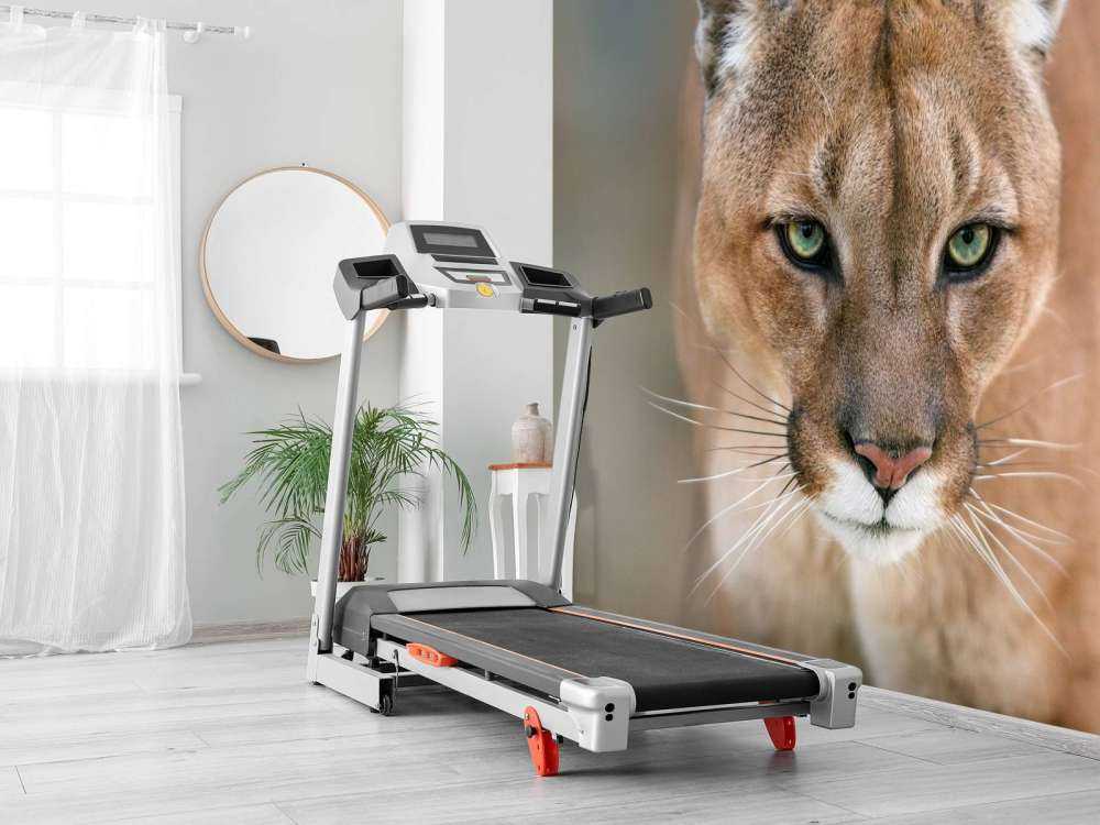 Puma en gros plan