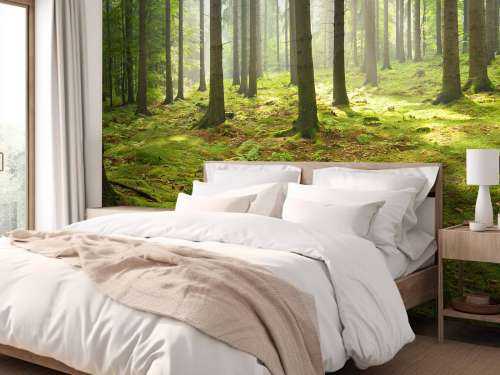Forêt d'épicéas ensoleillée