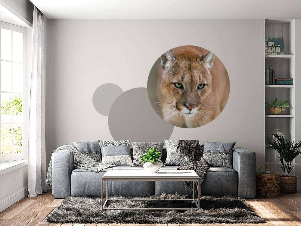 Puma en gros plan