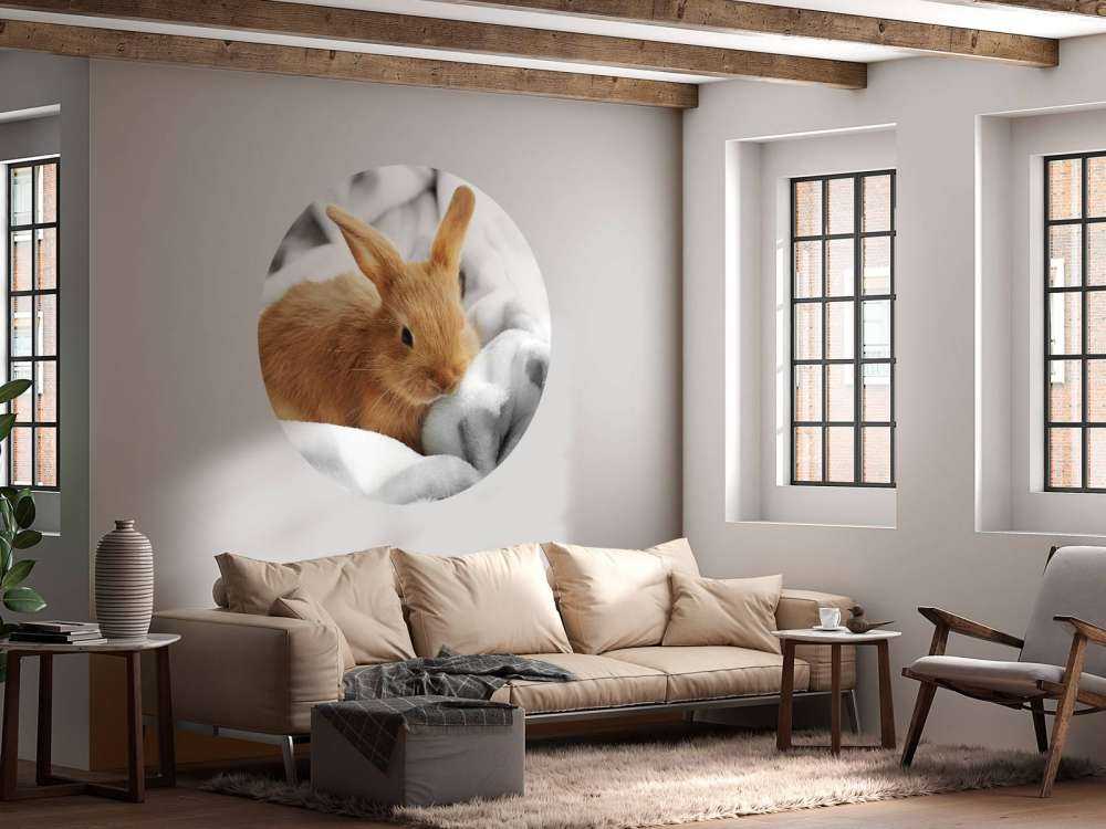 Lapin brun
