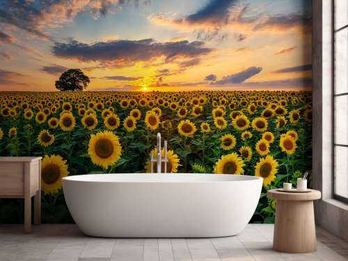 Un champ de tournesols