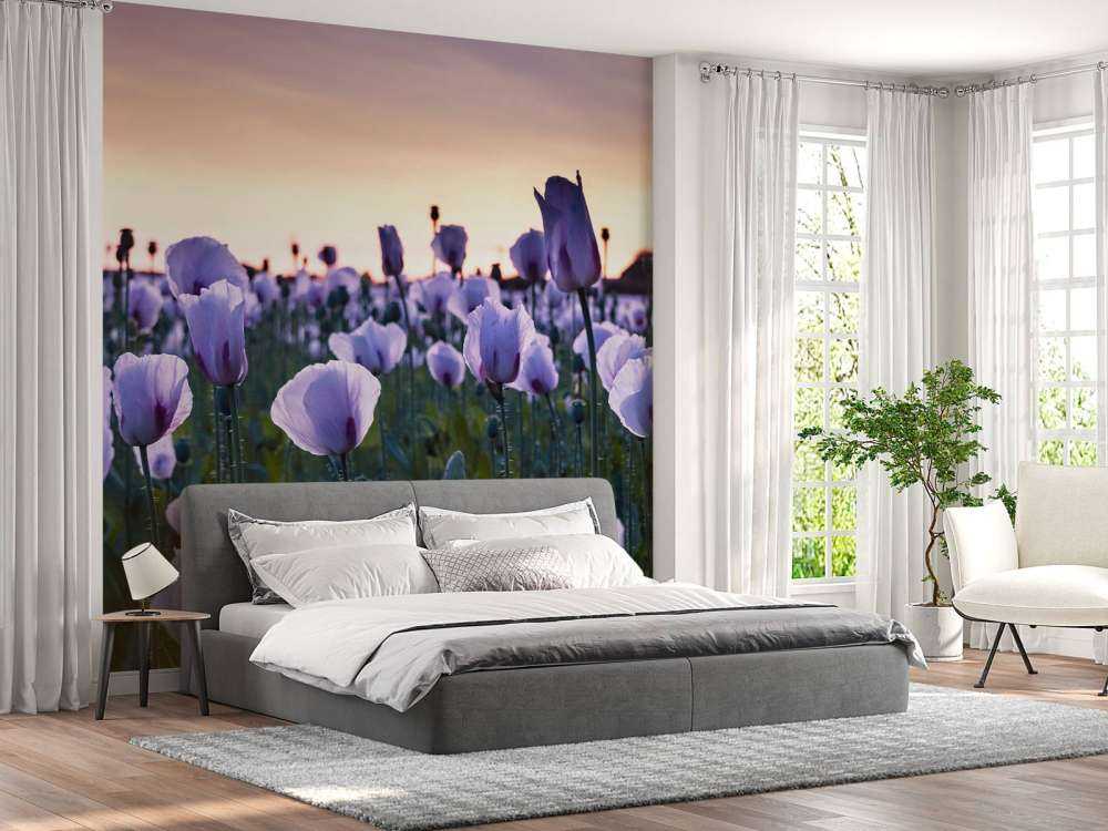 Coquelicots lilas