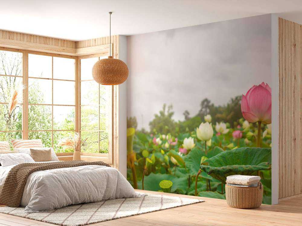 Fleurs de lotus roses et blanches