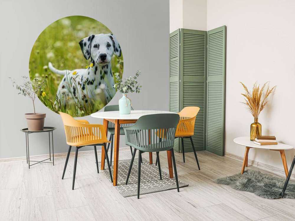 Dalmatien