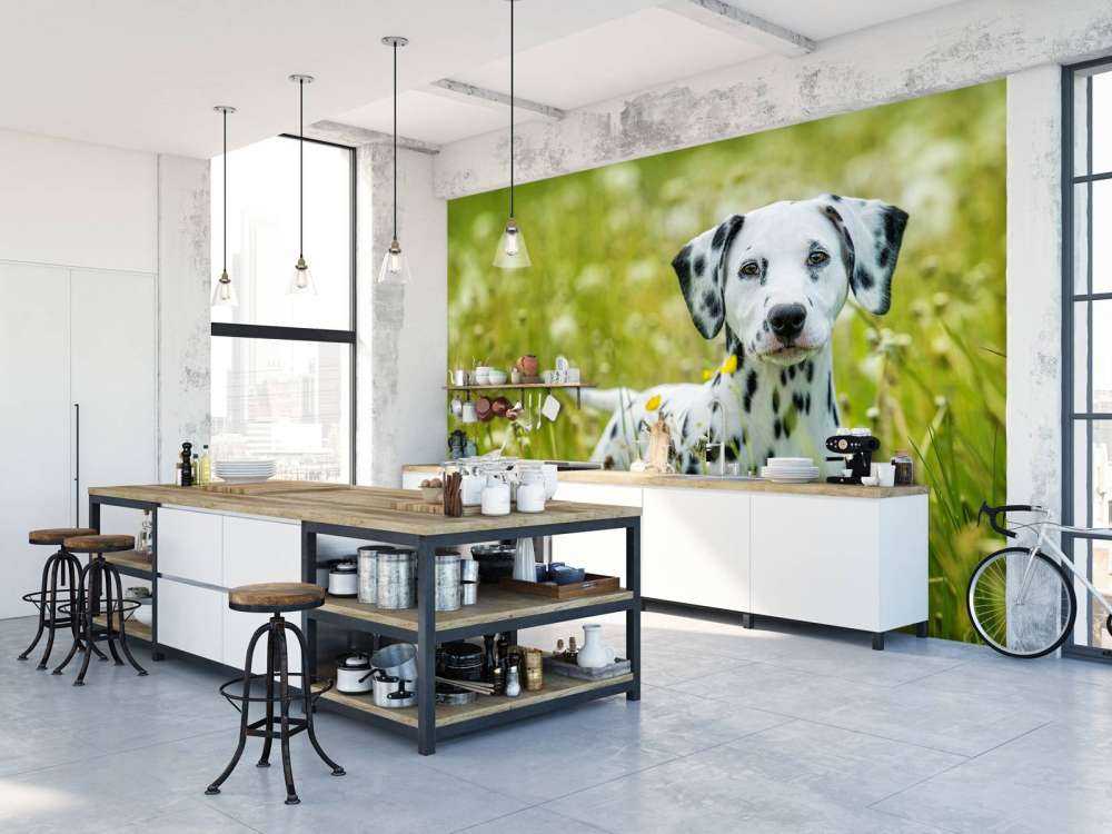 Dalmatien