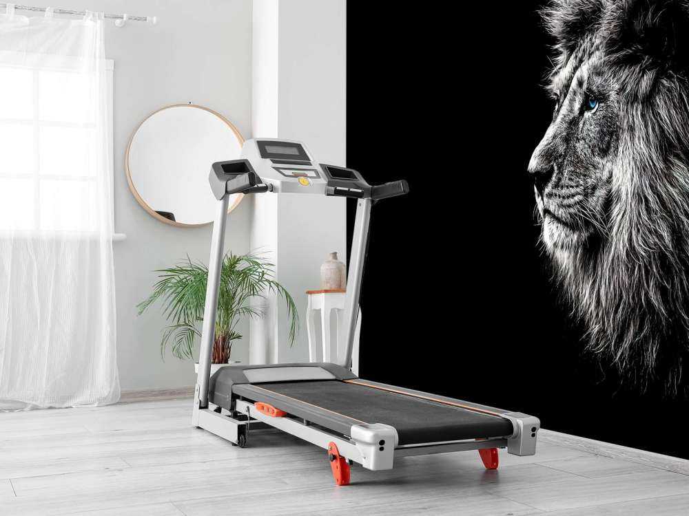 Lion aux yeux bleus