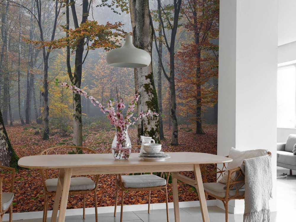 Forêt de bouleaux en automne