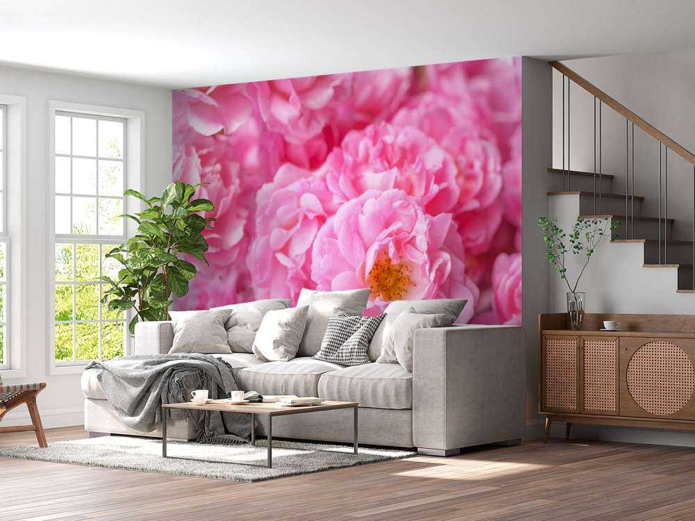 Plusieurs roses roses