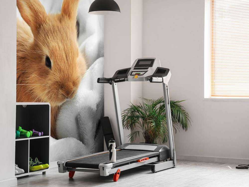 Lapin brun