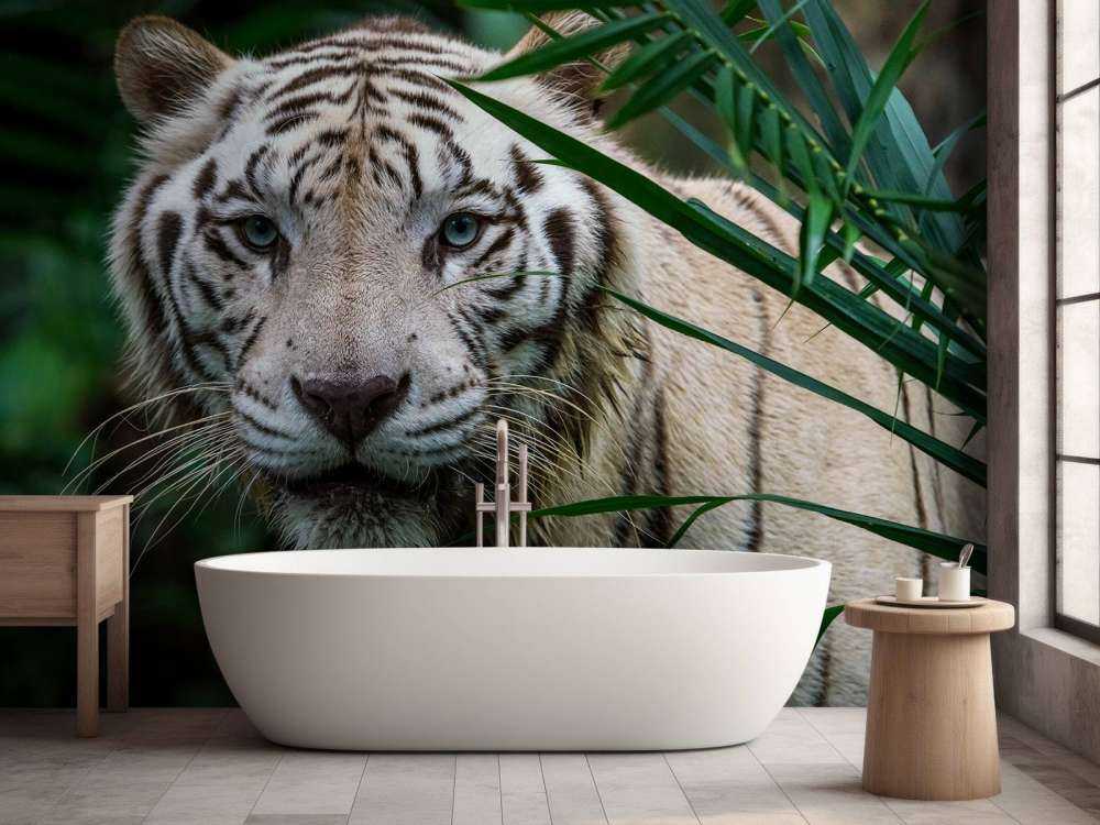 Tigre blanc