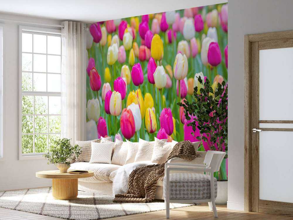 Tulipes multicolores dans un champ
