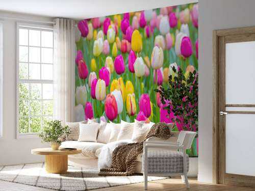 Tulipes multicolores dans un champ