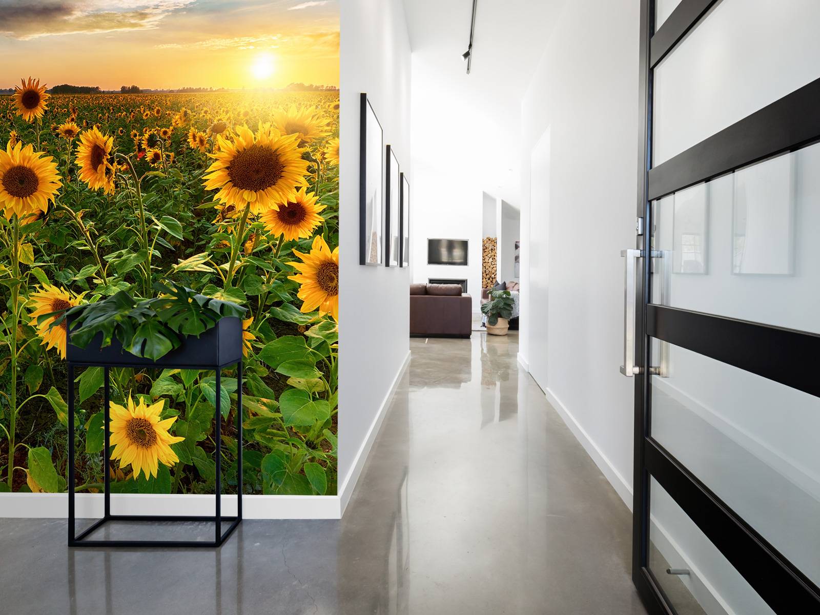 Un beau champ de tournesols