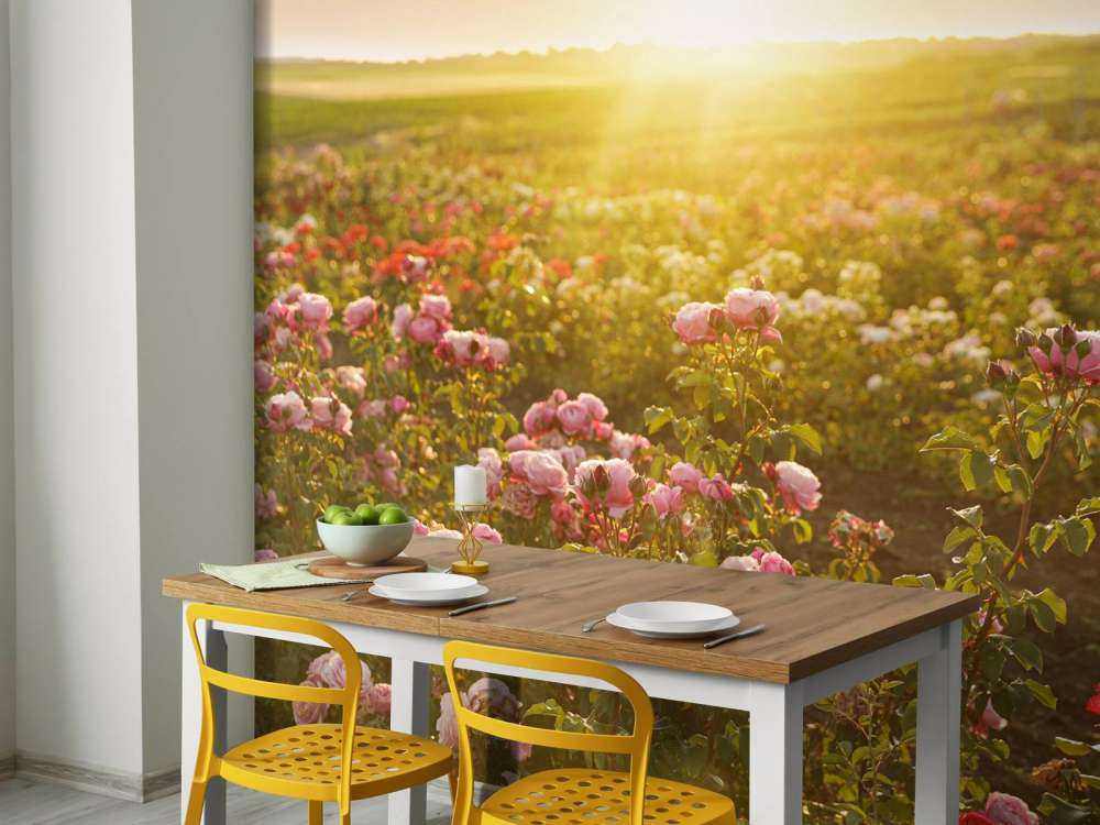 Un champ de roses