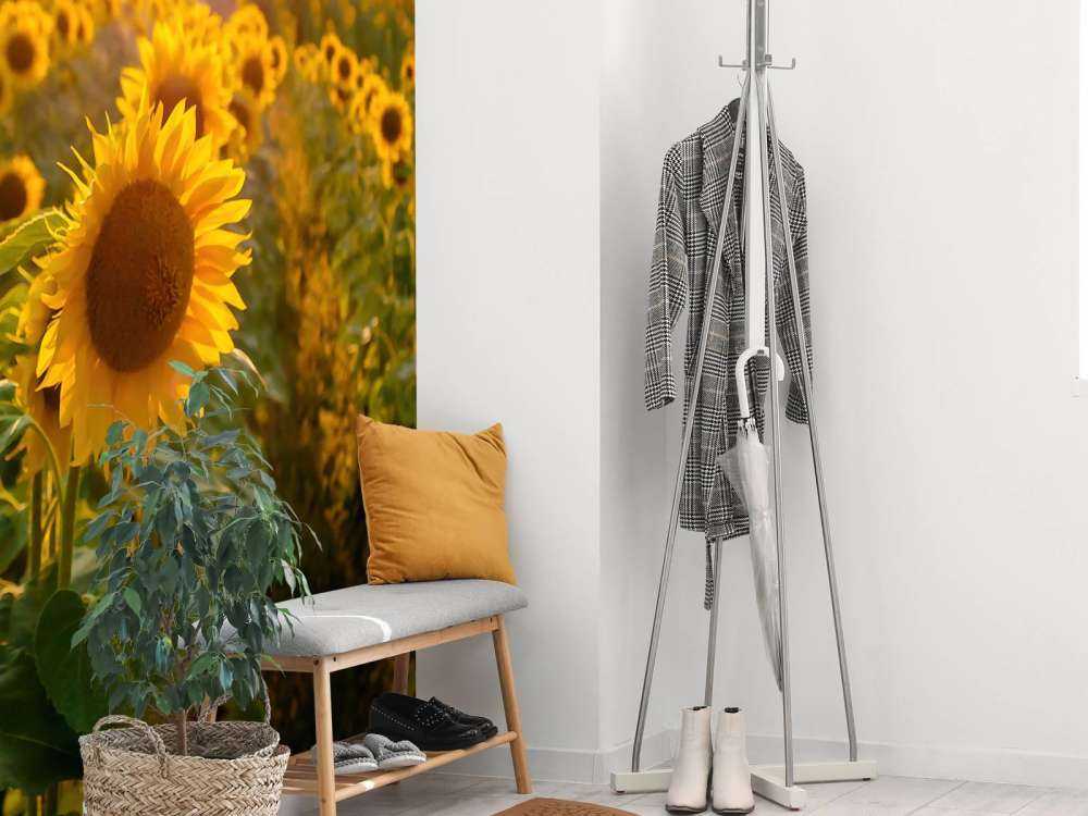 Ferme de tournesols