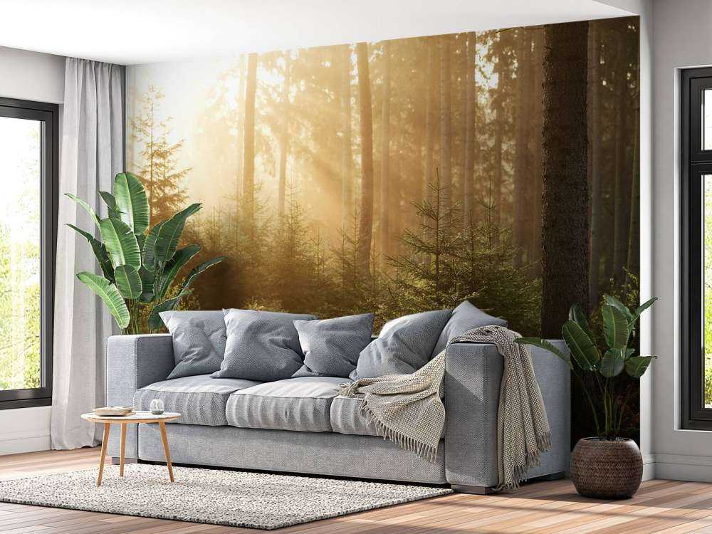 Rayons de soleil à travers la forêt