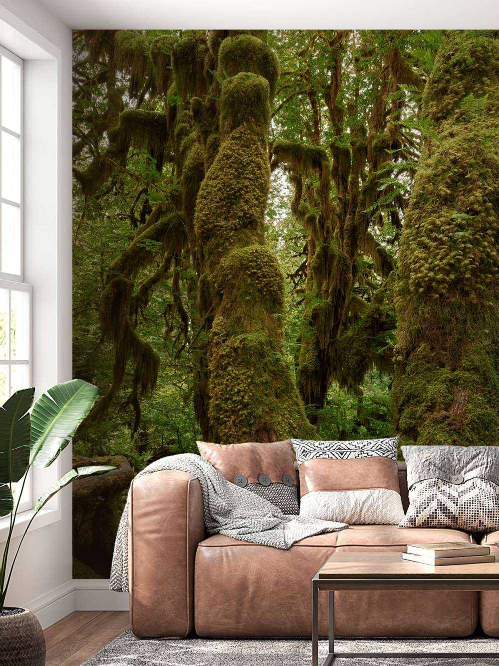 Arbres dans une forêt tropicale humide
