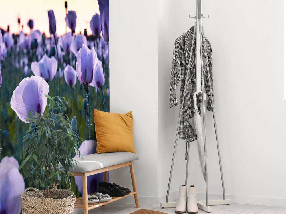 Coquelicots lilas