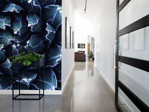 Succulent bleu foncé