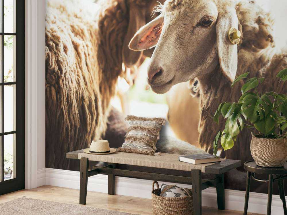 Mouton dans une étable