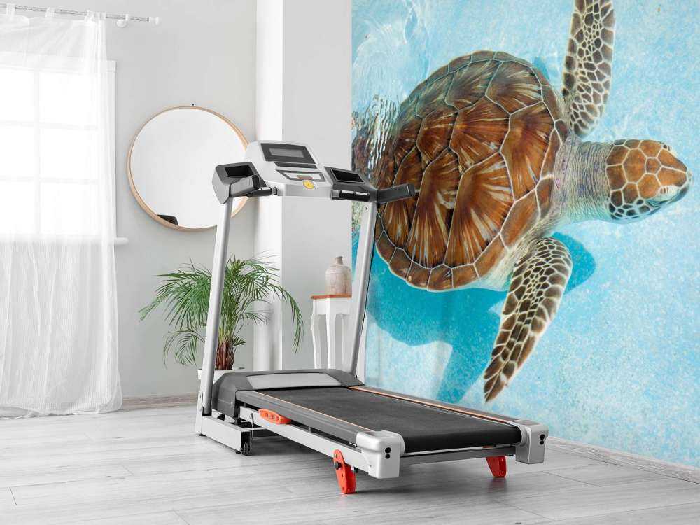 Une tortue dans l'eau
