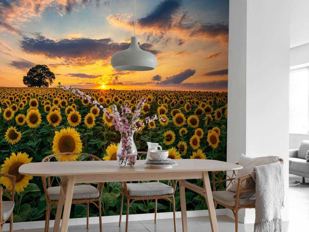 Un champ de tournesols