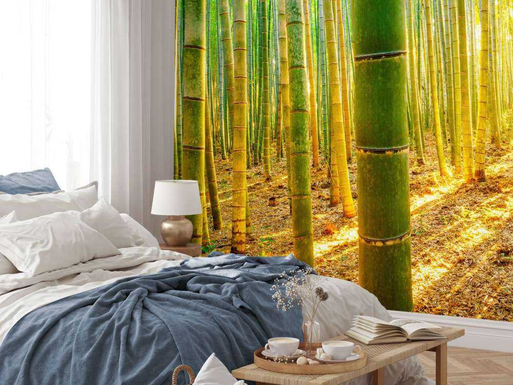 Forêt de bambous au lever du soleil