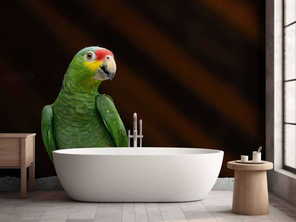 Perroquet amazone