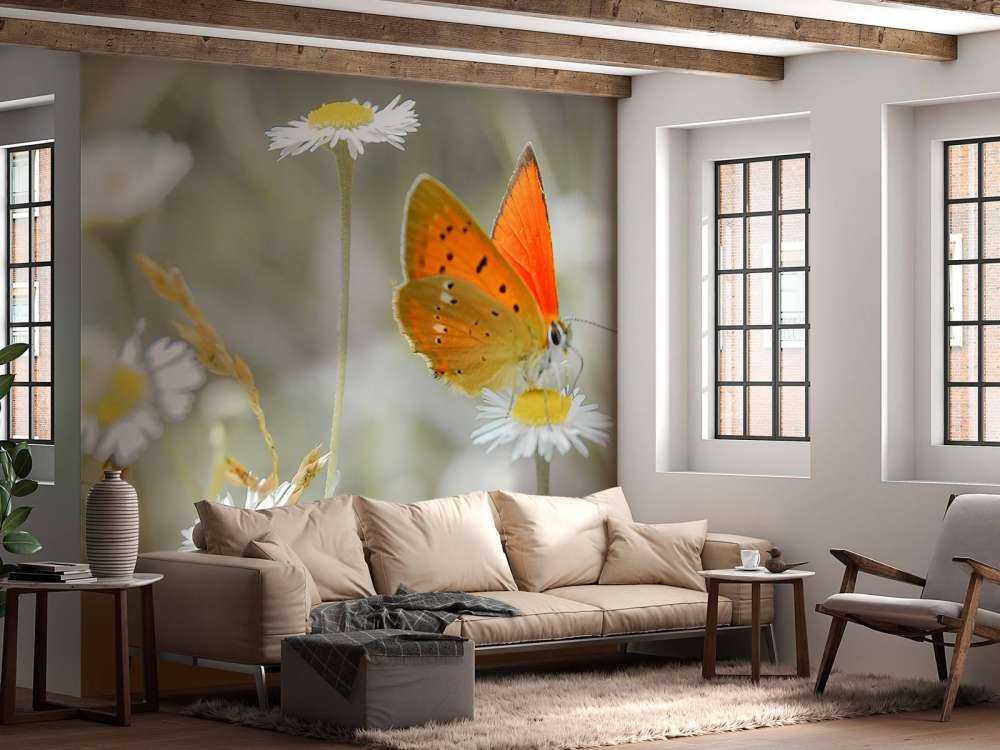 Marguerites et papillon orange