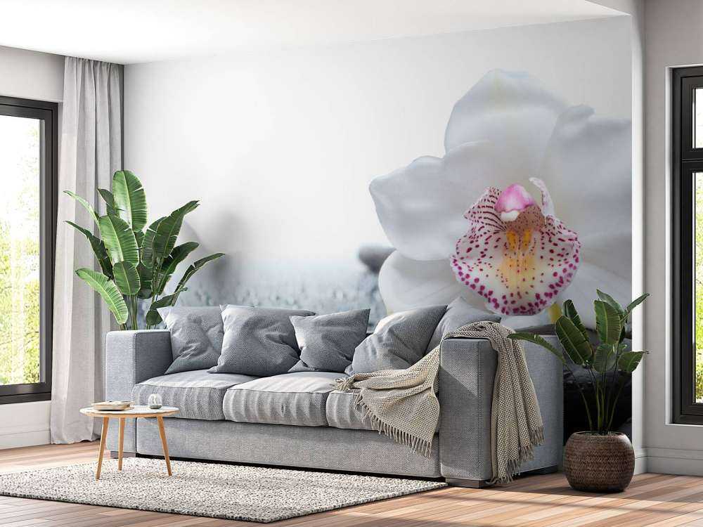 Orchidée blanche