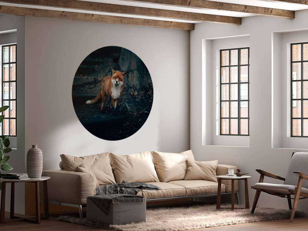 Un renard curieux
