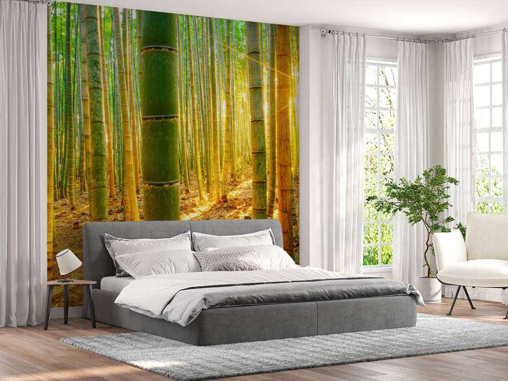 Forêt de bambous au lever du soleil