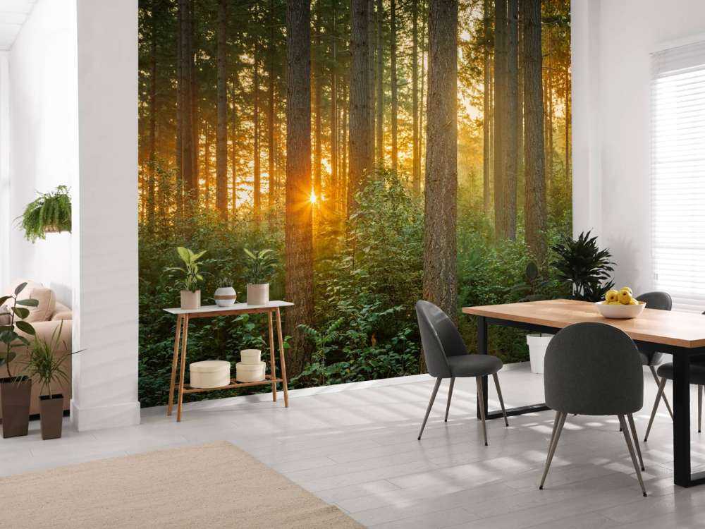 Rayons de soleil dans une forêt de conifères