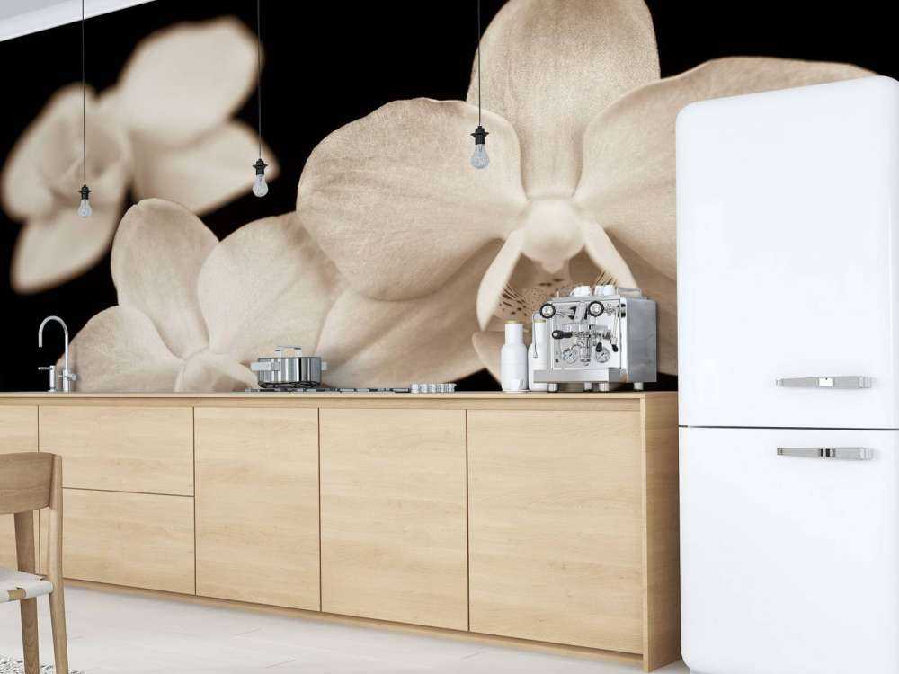 Orchidées blanches