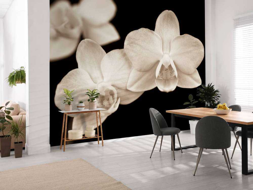 Orchidées blanches