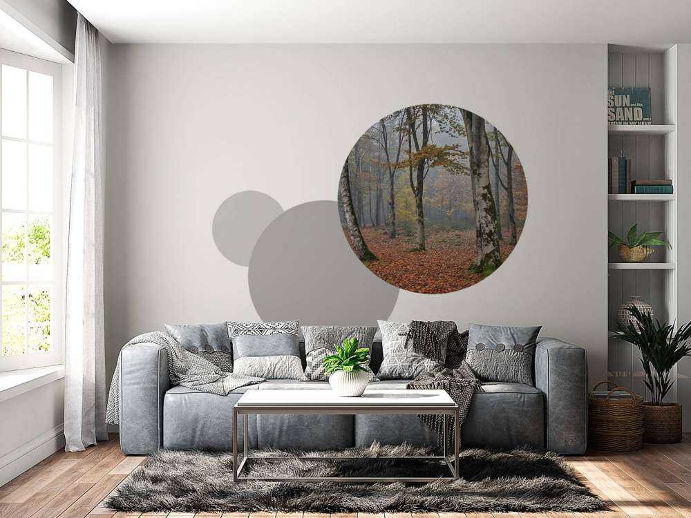 Forêt de bouleaux en automne