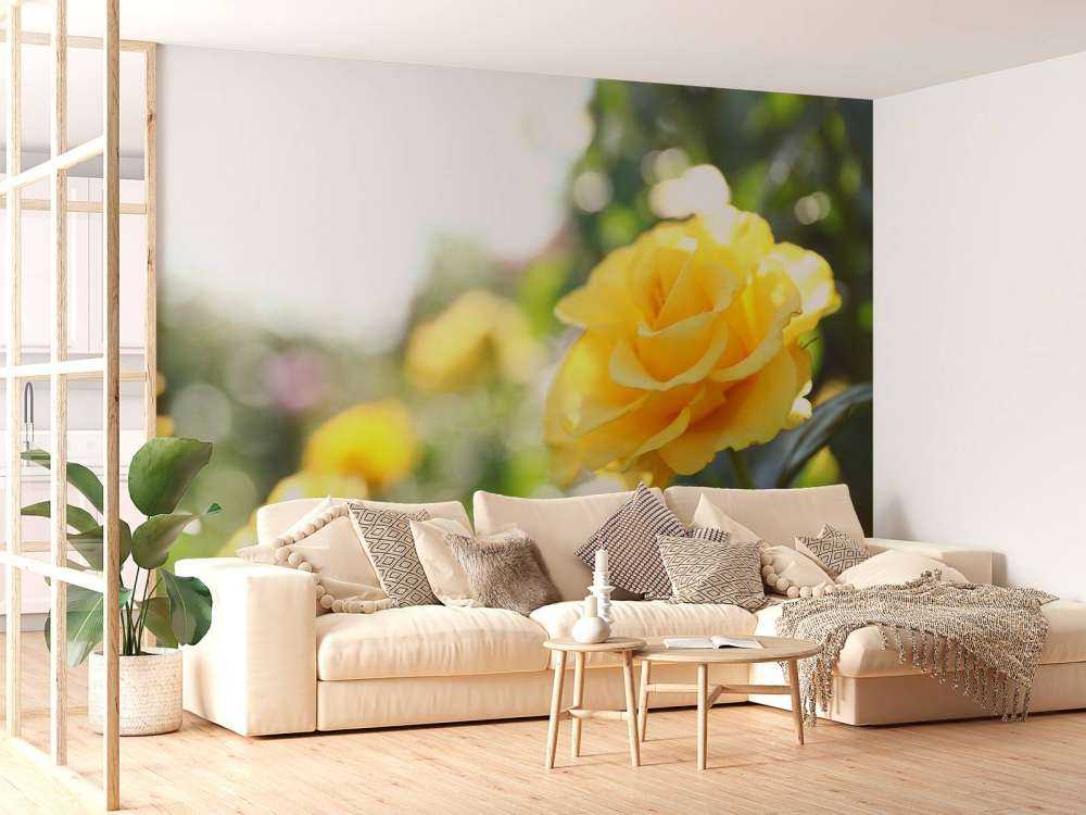 Roses jaunes
