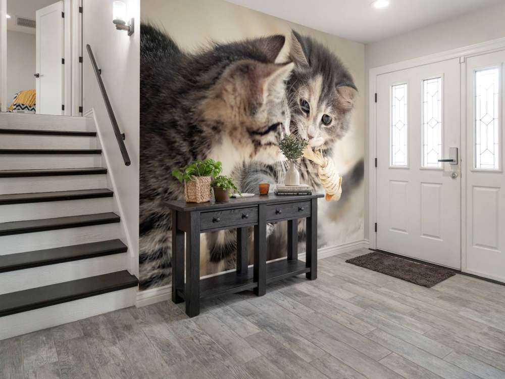 Jouer aux chatons