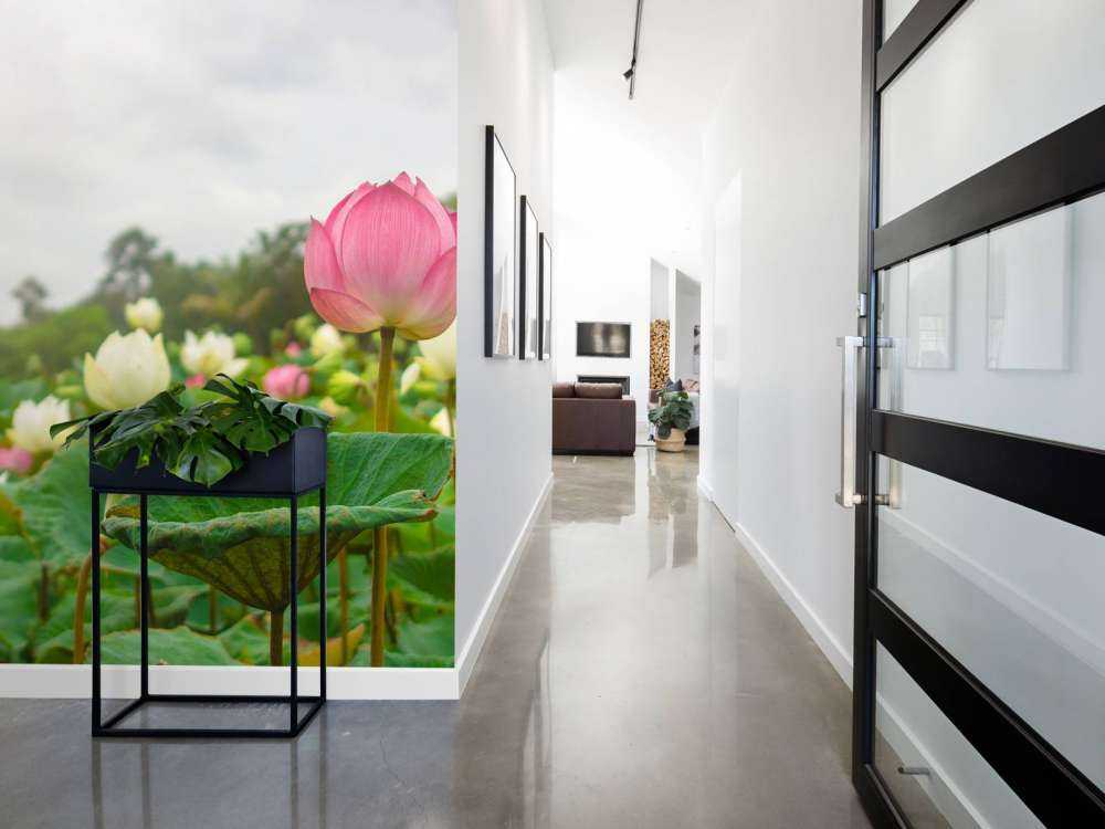 Fleurs de lotus roses et blanches