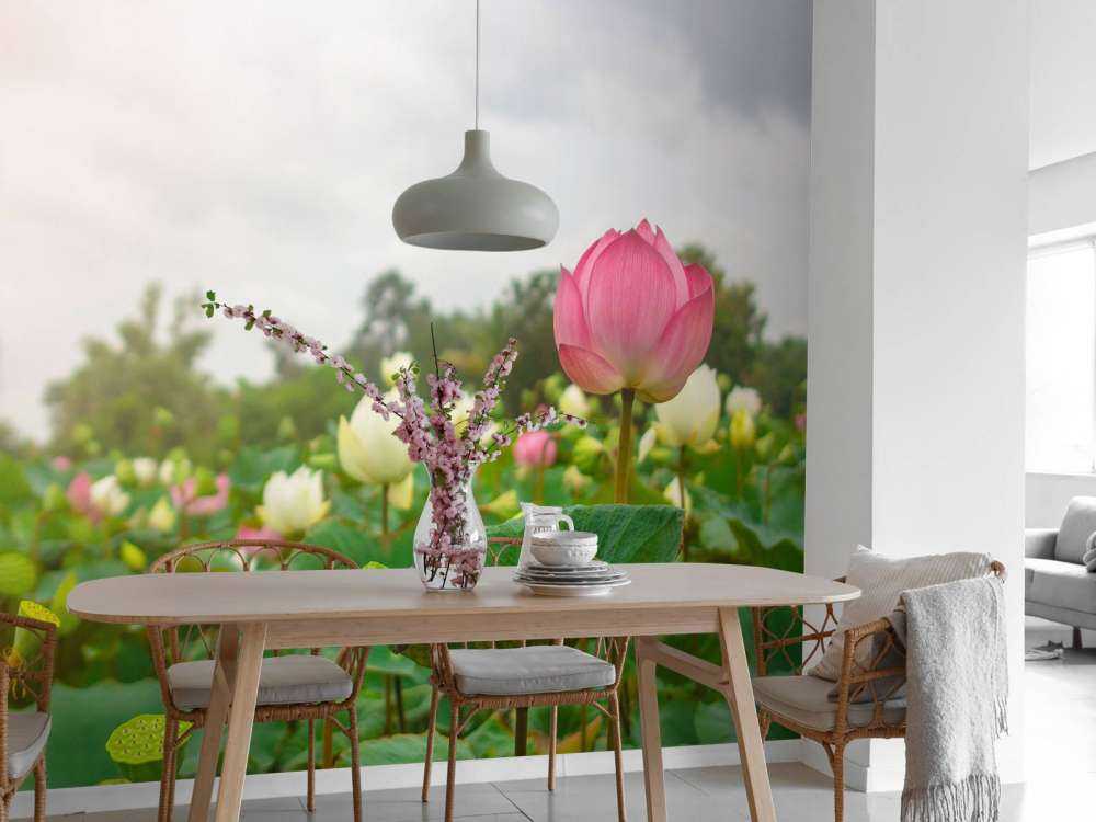Fleurs de lotus roses et blanches